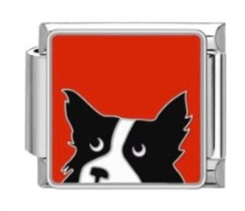 Border collie